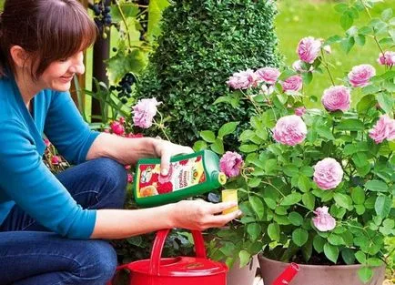 Hogyan megtermékenyítő rózsa Hogyan megtermékenyítő rózsa