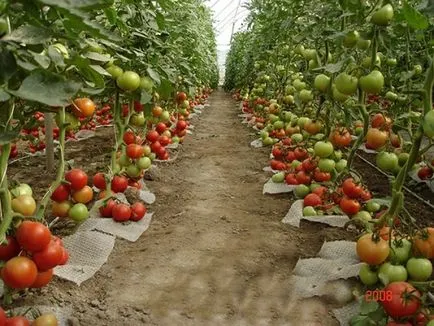 A különböző paradicsom az üvegházhatást okozó A különböző paradicsom az üvegházhatást okozó