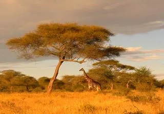 Hogy a nő Afrikában