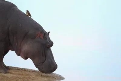 Hogy a nő Afrikában
