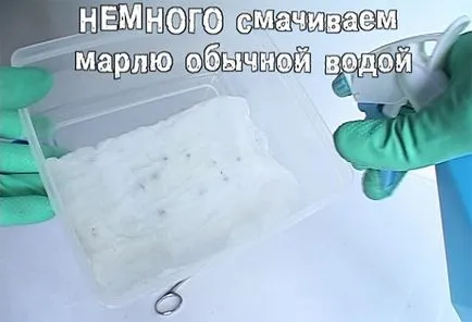 Ahogy a mag csírázik