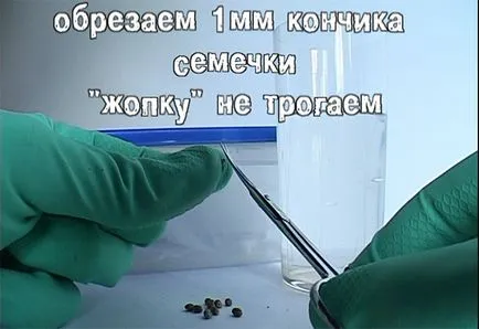 Ahogy a mag csírázik