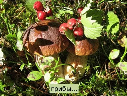 Bemutatása, amit az erdő