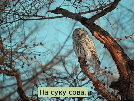 Bemutatása, amit az erdő