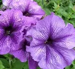 Hogyan növény Petunia Hogyan növény Petunia