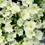 Hogyan növény Petunia Hogyan növény Petunia