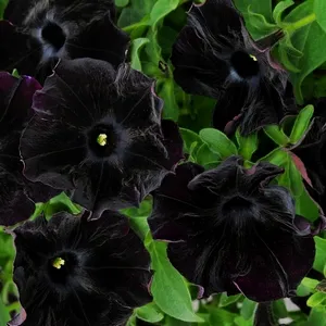 Hogyan növény Petunia Hogyan növény Petunia