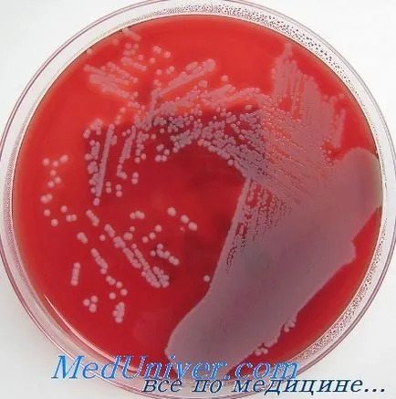 Staphylococcus aureus, mi ez