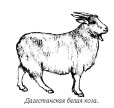 hamvas kecske
