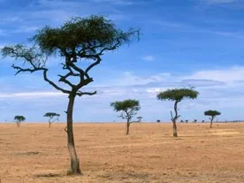 Hogy a nő Afrikában