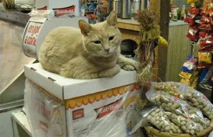 Cat Freddy Sharon