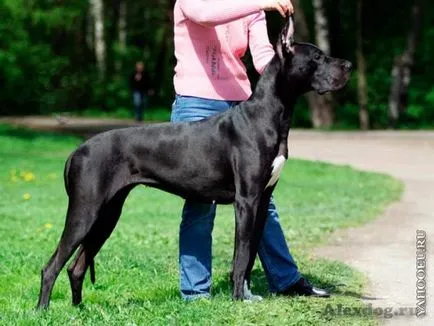 A legmenőbb kutya