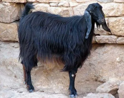 hamvas kecske
