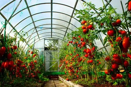 A különböző paradicsom az üvegházhatást okozó A különböző paradicsom az üvegházhatást okozó