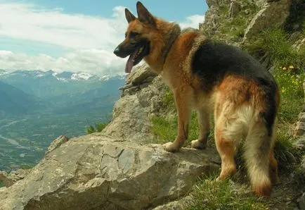 A legmenőbb kutya