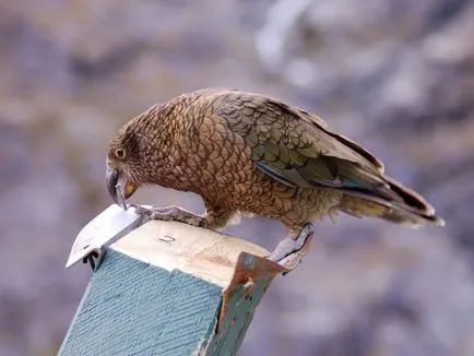 Mit lehet papagáj