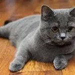 Scottish fold macska lila