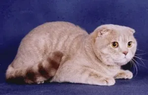 Scottish fold macska lila