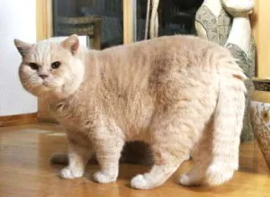 Scottish fold macska lila