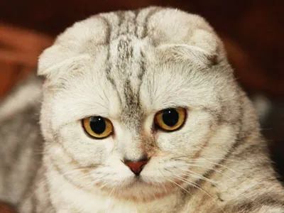 Scottish fold macska lila Scottish fold macska lila
