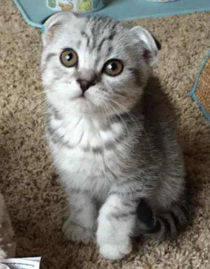 Scottish fold macska lila