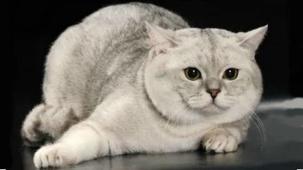 Scottish fold macska lila Scottish fold macska lila