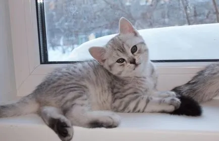 Scottish fold macska lila Scottish fold macska lila
