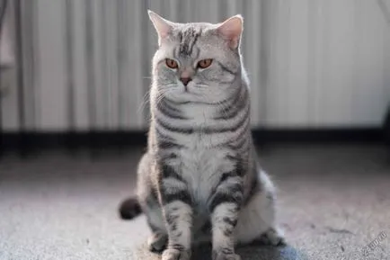Scottish fold macska lila Scottish fold macska lila