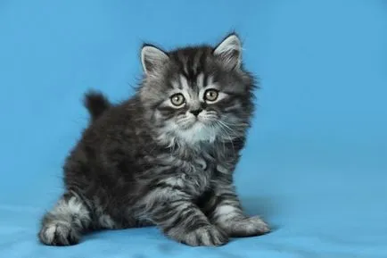 Scottish fold macska lila Scottish fold macska lila