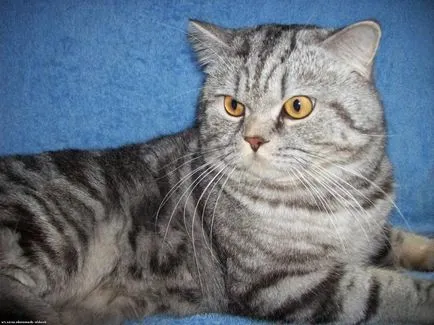 Scottish fold macska lila Scottish fold macska lila