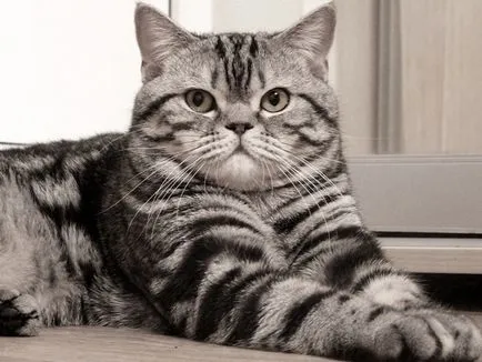 Scottish fold macska lila Scottish fold macska lila