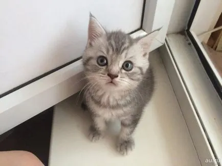 Scottish fold macska lila Scottish fold macska lila