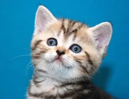 Scottish fold macska lila Scottish fold macska lila