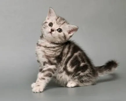Scottish fold macska lila Scottish fold macska lila