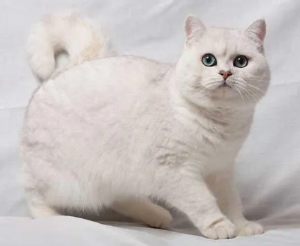 Scottish fold macska lila Scottish fold macska lila