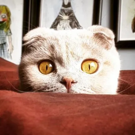 Scottish fold macska lila Scottish fold macska lila