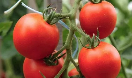 A különböző paradicsom az üvegházhatást okozó