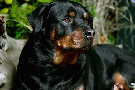 fajta őr kutyák fajta őr kutyák