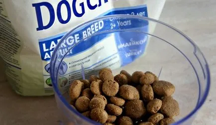 Great Dane kutyakiállítás
