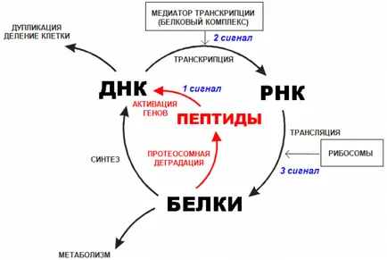 hormon peptidek