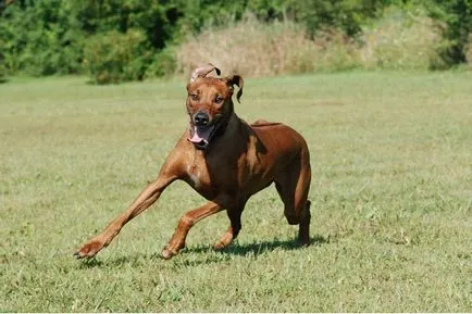 A legmenőbb kutya