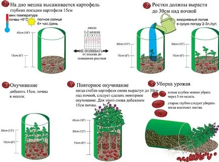 Burgonya termesztése zsákokban Burgonya termesztése zsákokban