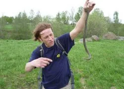 Mennyire veszélyes vipera
