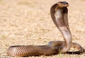 Mennyire veszélyes vipera Mennyire veszélyes vipera