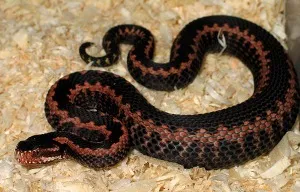 Mennyire veszélyes vipera Mennyire veszélyes vipera