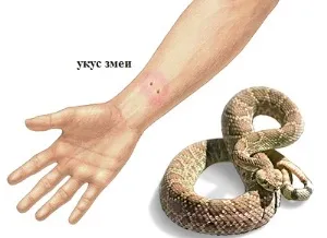 Mennyire veszélyes vipera Mennyire veszélyes vipera