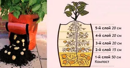 Burgonya termesztése zsákokban