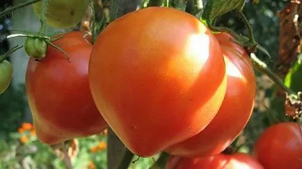 A különböző paradicsom az üvegházhatást okozó A különböző paradicsom az üvegházhatást okozó
