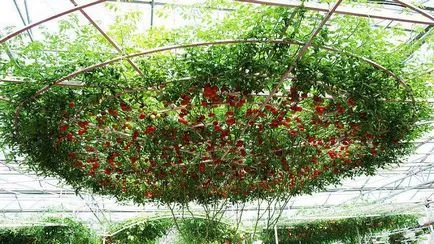 A különböző paradicsom az üvegházhatást okozó Fajta paradicsom üvegházi
