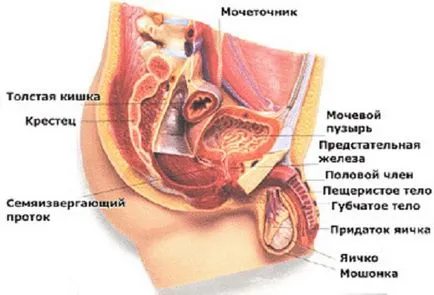 Húgycső merítse Húgycső merítse